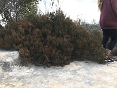 Allocasuarina nana