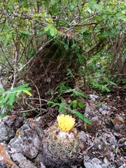 Coryphantha retusa
