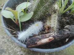 Apatelodes torrefacta