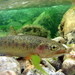 Coastal Cutthroat Trout - Photo (c) sidalcea, some rights reserved (CC BY-NC), uploaded by sidalcea