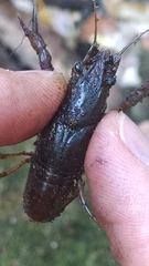 Procambarus acutus