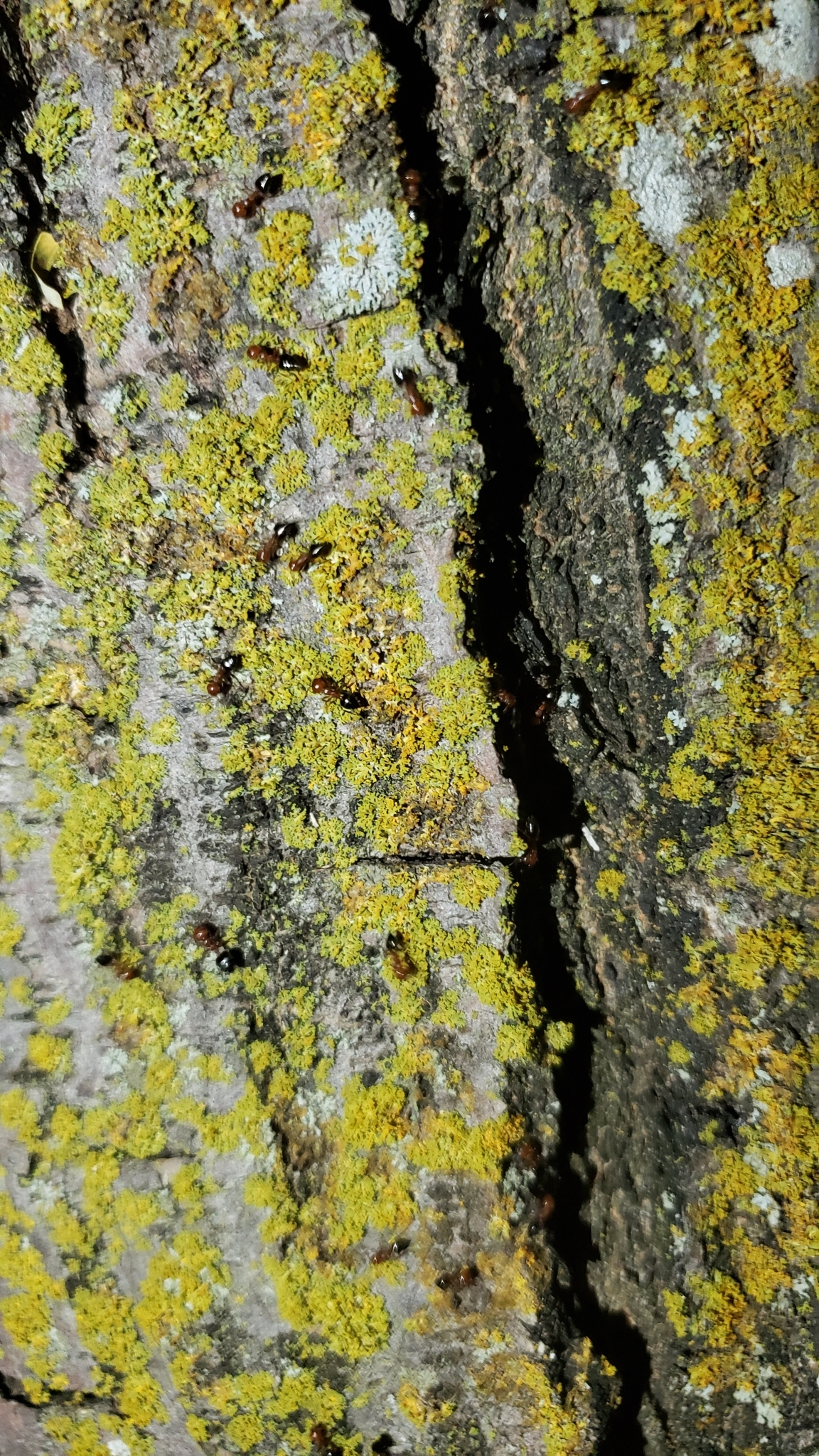 Crematogaster laeviuscula