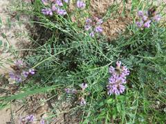 Astragalus hypoleucus