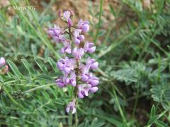 Astragalus hypoleucus