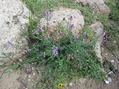 Astragalus hypoleucus