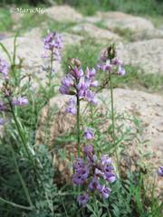 Astragalus hypoleucus