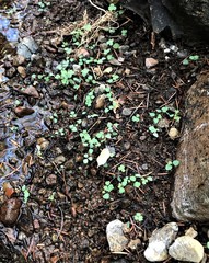 Aquilegia eximia
