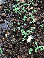Aquilegia eximia