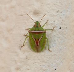 Cyptocephala elegans