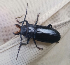 Mallodon chevrolatii