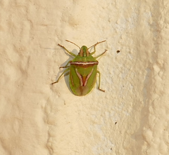 Cyptocephala elegans