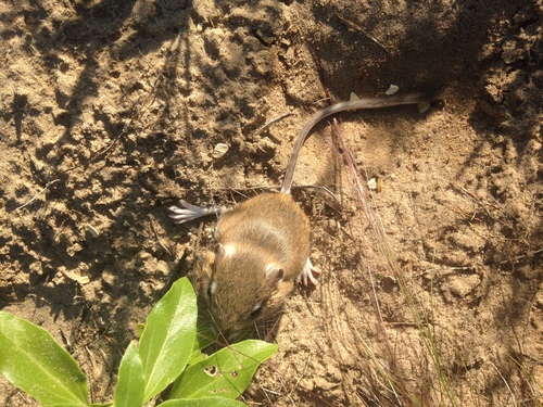 Ord's Kangaroo Rat
