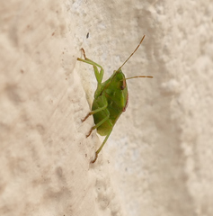 Cyptocephala elegans