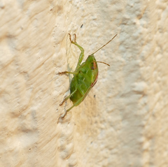 Cyptocephala elegans