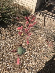 Hesperaloe parviflora