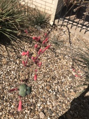 Hesperaloe parviflora