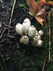 Coprinopsis acuminata