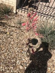 Hesperaloe parviflora