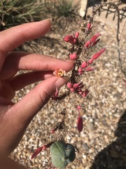 Hesperaloe parviflora