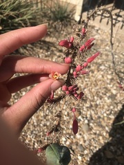 Hesperaloe parviflora