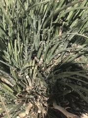 Hesperaloe parviflora