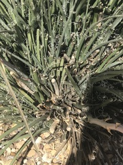 Hesperaloe parviflora