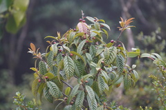 Frangula oreodendron image