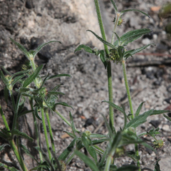 Opercularia hispida