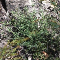 Opercularia hispida