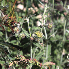 Opercularia hispida