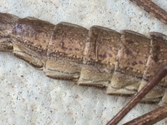 Verophasmatodea