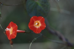 Ipomoea coccinea