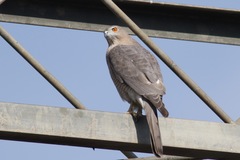 Accipiter badius