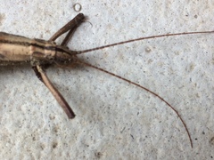 Verophasmatodea