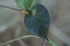 Ipomoea coccinea
