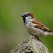 European House Sparrow - Photo 
Mathias Appel, no known copyright restrictions (public domain)
