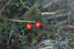 Ipomoea coccinea