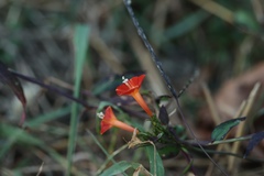Ipomoea coccinea