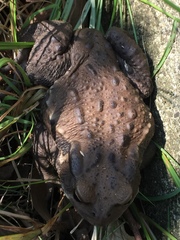 Bufo formosus