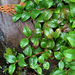 Gaultheria ovatifolia - Photo (c) John D Reynolds,  זכויות יוצרים חלקיות (CC BY-NC), uploaded by John D Reynolds
