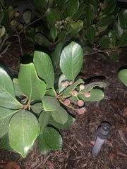Magnoliopsida