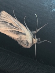 Hypocoena stigmatica dispersa