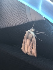 Hypocoena stigmatica dispersa