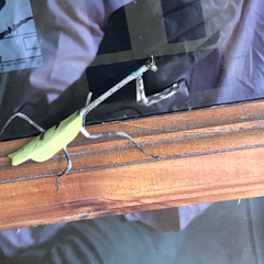 Pseudovates chlorophaea