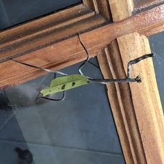 Pseudovates chlorophaea