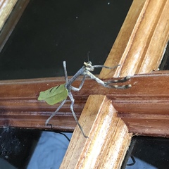 Pseudovates chlorophaea