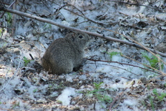 Microcavia australis