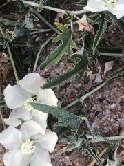 Malvella sagittifolia