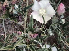 Malvella sagittifolia