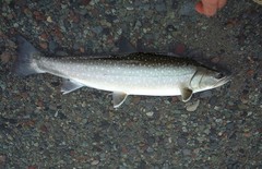 Salvelinus confluentus